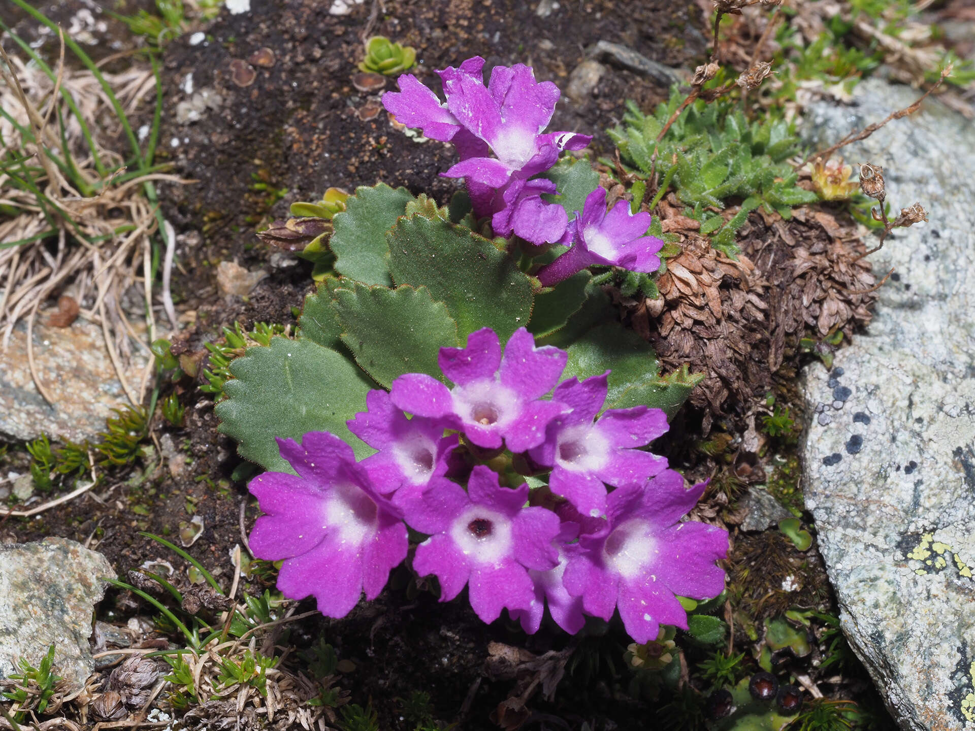 Image of Primula daonensis (Leybold) Leybold