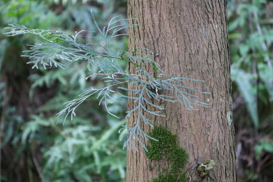 صورة Calocedrus formosana (Florin) Florin