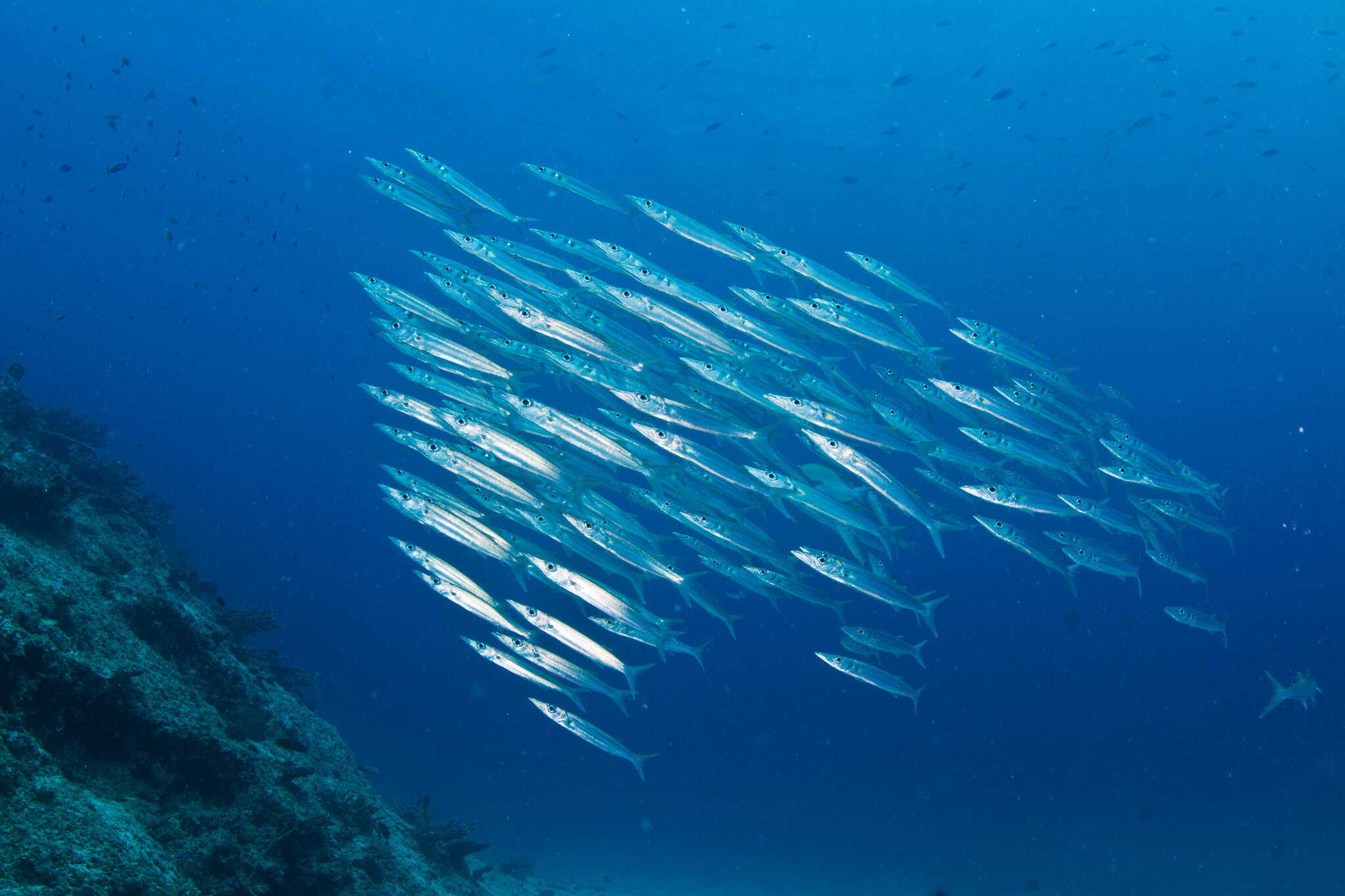 Image of Bigeye barracuda