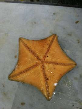 Image of Blue bat star