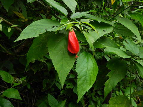 Image of Mazapan