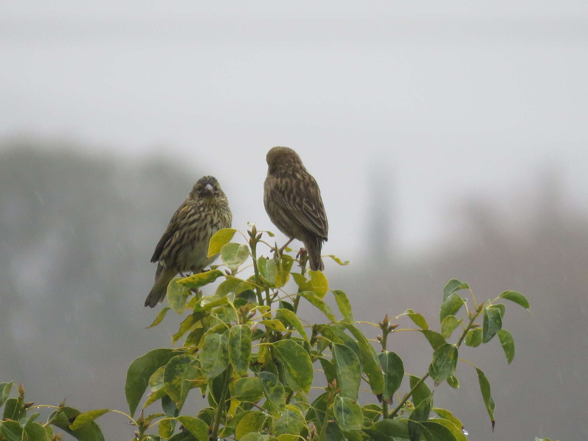 Image of Yellow Bishop