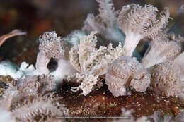 Imagem de Phyllodesmium pinnatum Moore & Gosliner 2009