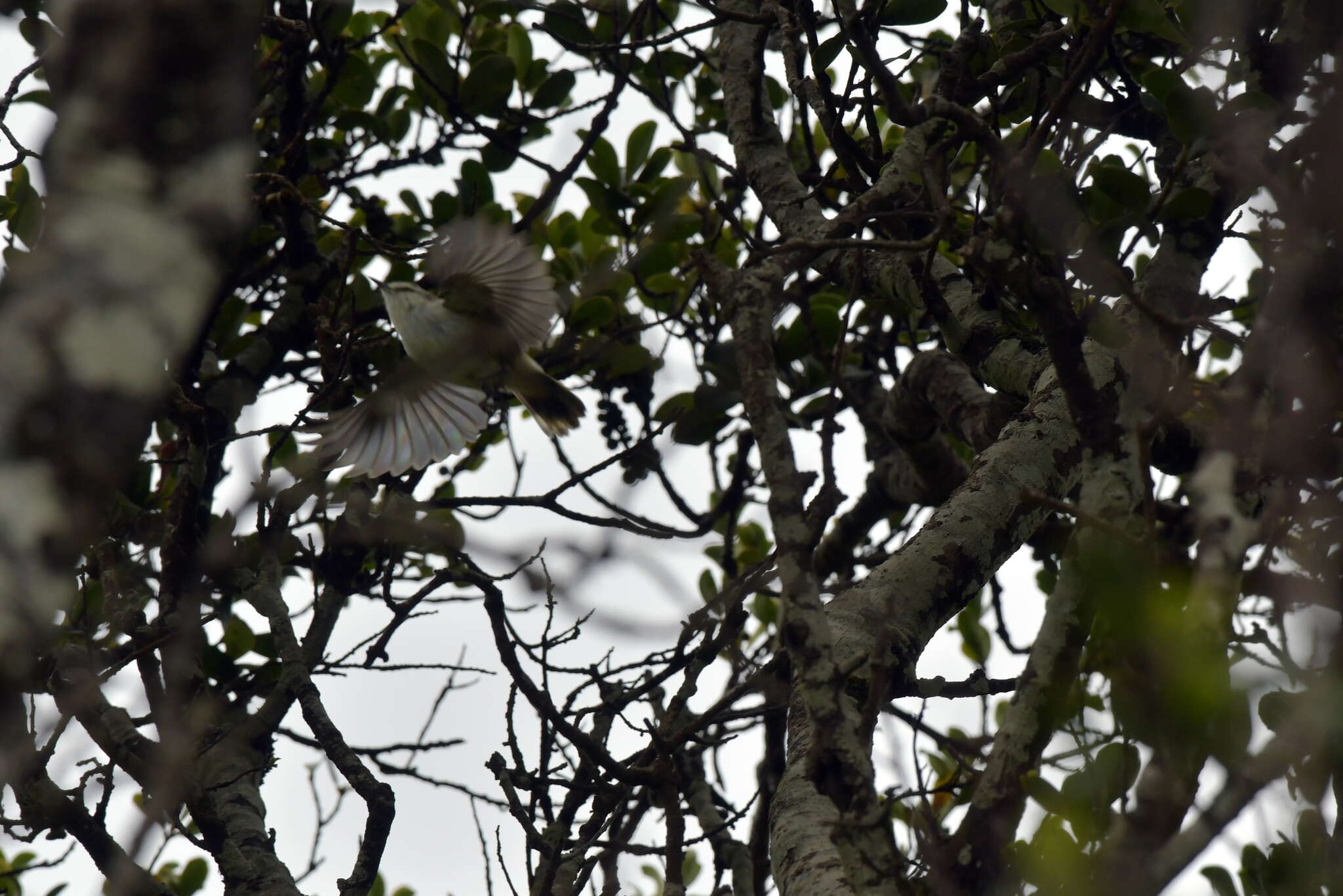 Image of Chatham Gerygone