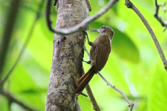 Image of Cocoa Woodcreeper