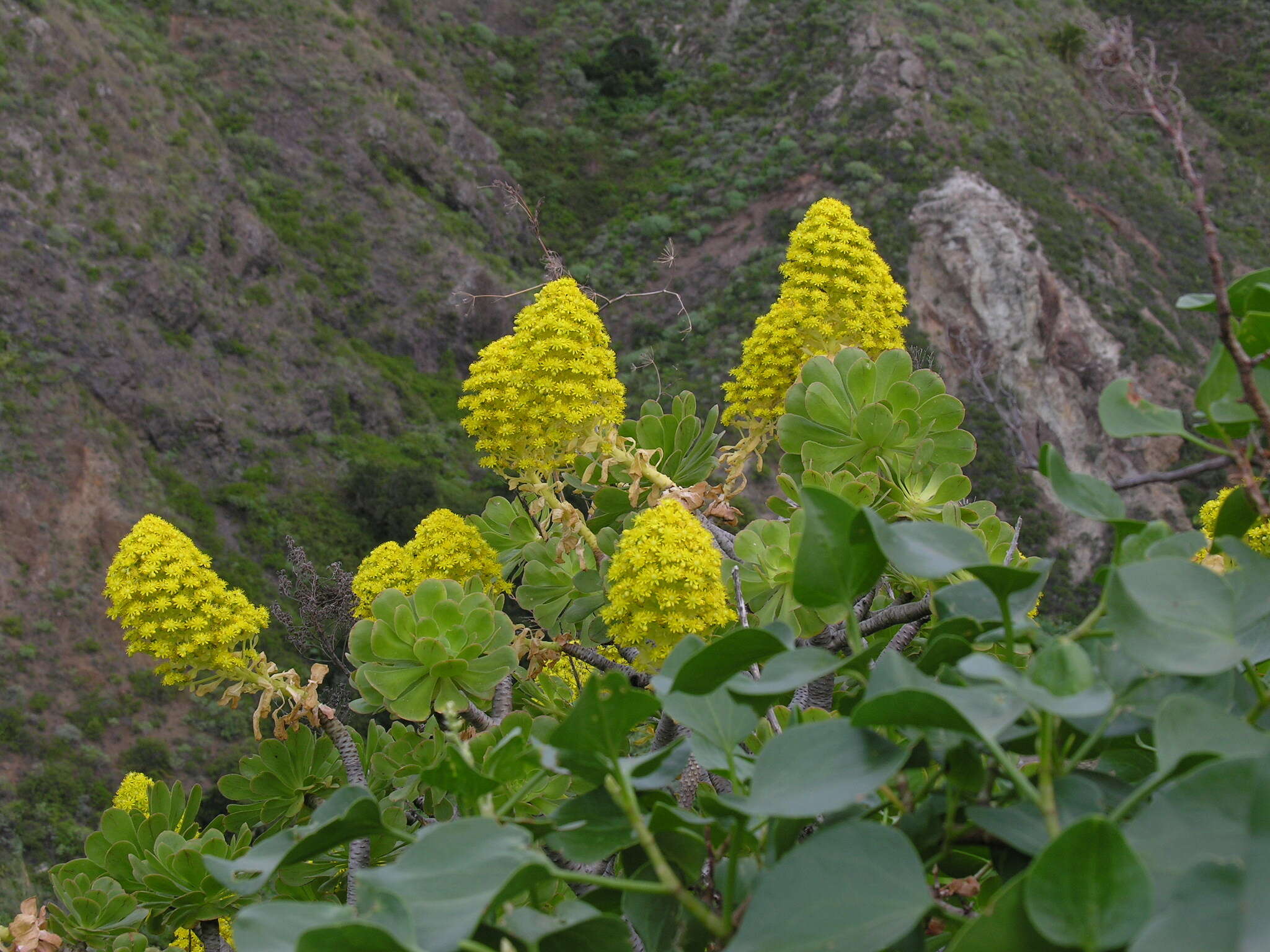 Image of Aeonium arboreum subsp. holochrysum (H. Y. Liu) Bañares