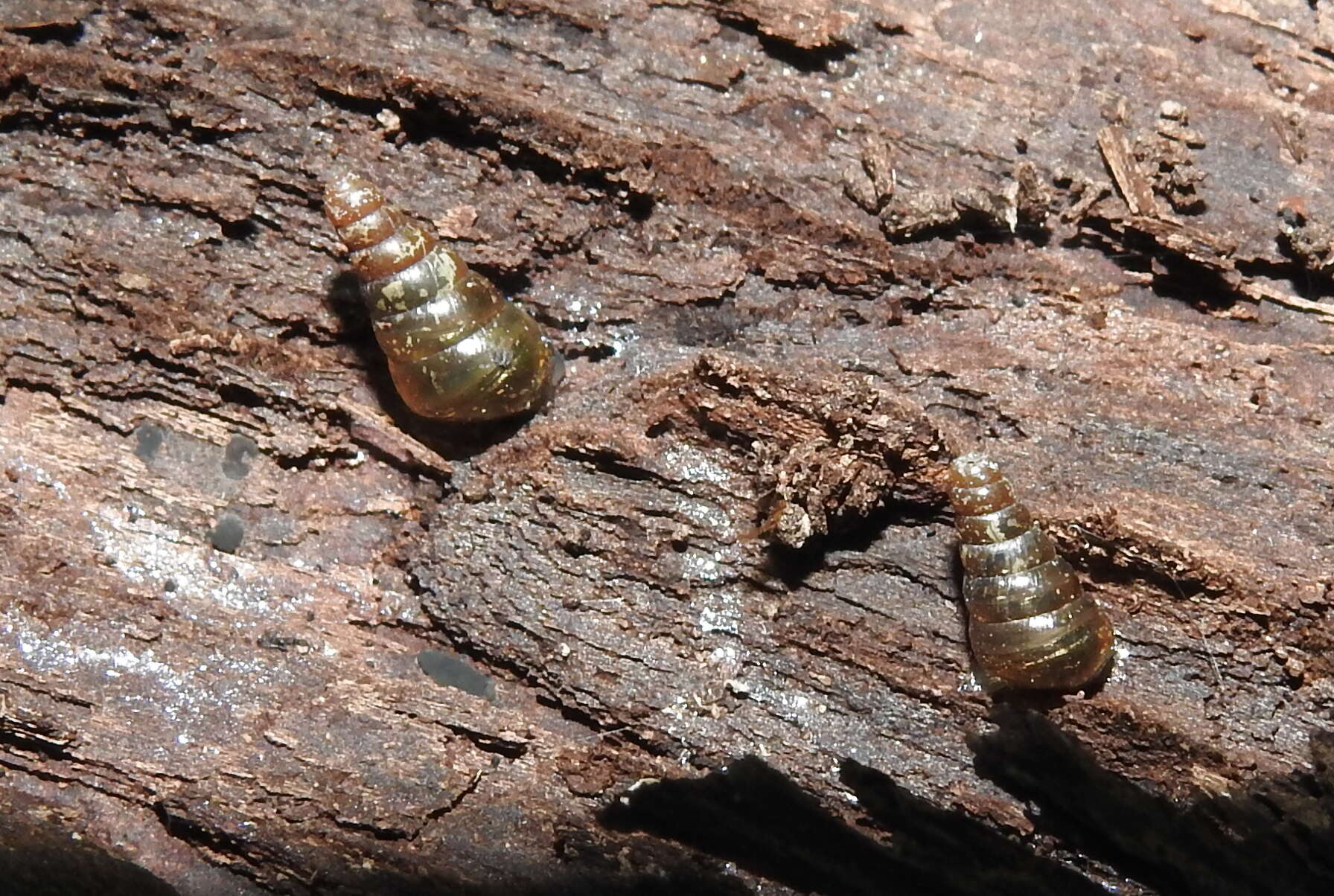 Image de Cochlodina laminata (Montagu 1803)