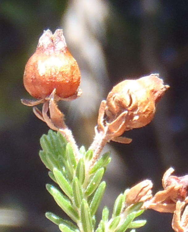 Image of Erica glomiflora var. glomiflora