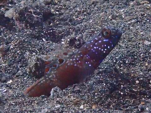 Image of Metallic shrimpgoby