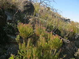 Plancia ëd Leucadendron comosum subsp. comosum