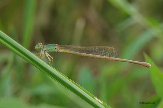 Image of Ceriagrion olivaceum Laidlaw 1914