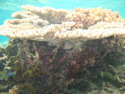 Image of Johnston Island Damsel