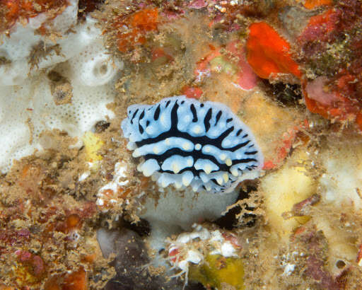 Image of Lumpy black bluegrey orange slug