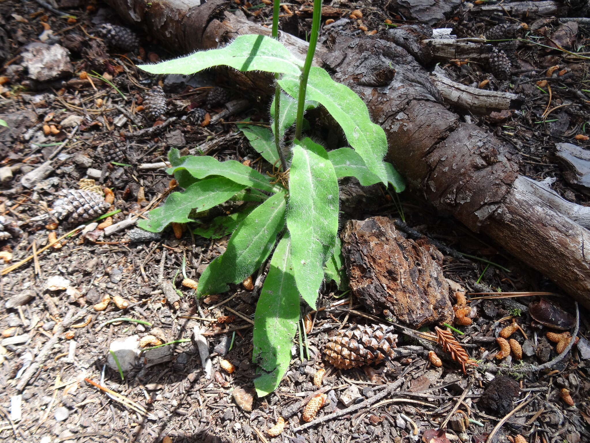 Image de Pilosella albiflora (Hook.) Sch. Bip.