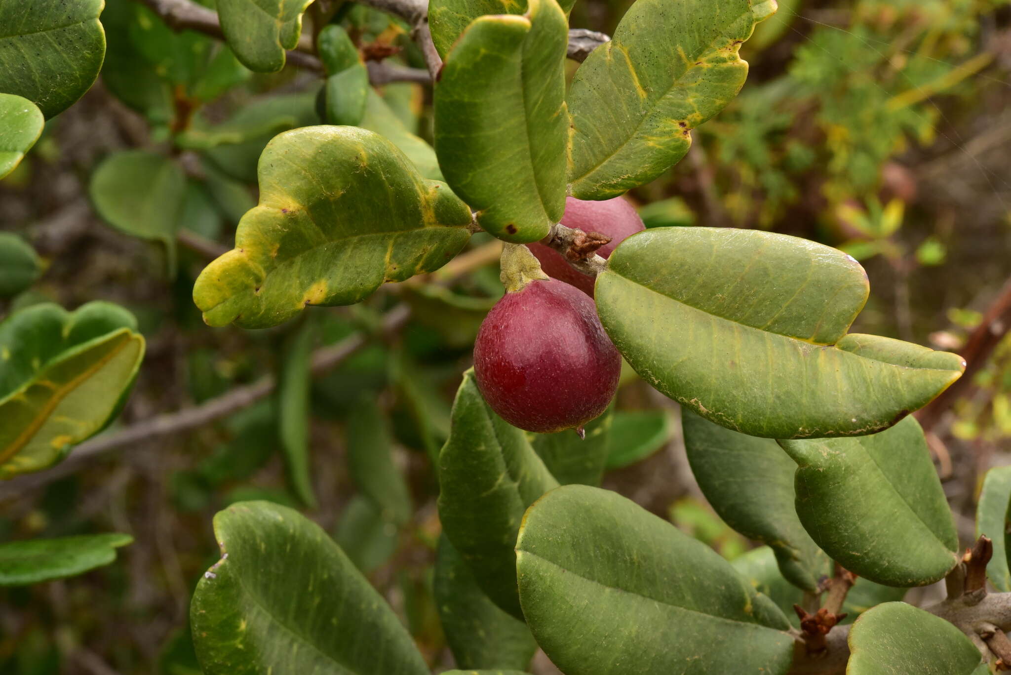 Image of Pouteria valparadisaea (Molina)