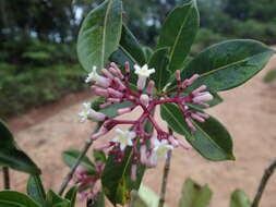 Imagem de Chassalia ternifolia (Baker) Bremek.