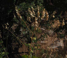 Imagem de Peltaria angustifolia DC.