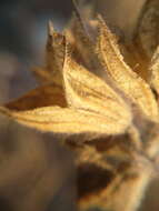 Image of Salvia scabiosifolia Lam.