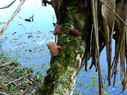 Image de Auricularia fuscosuccinea (Mont.) Henn. 1893