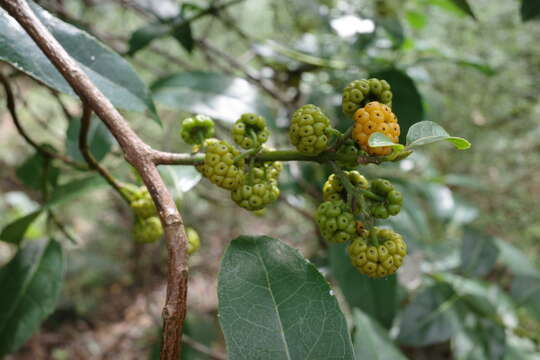 Image of Australian mulberry