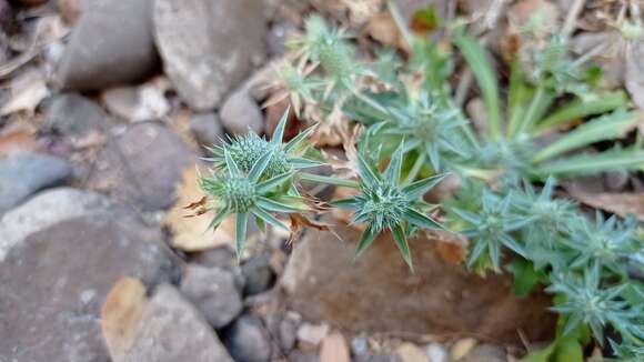 Image de Eryngium aristulatum Jepson