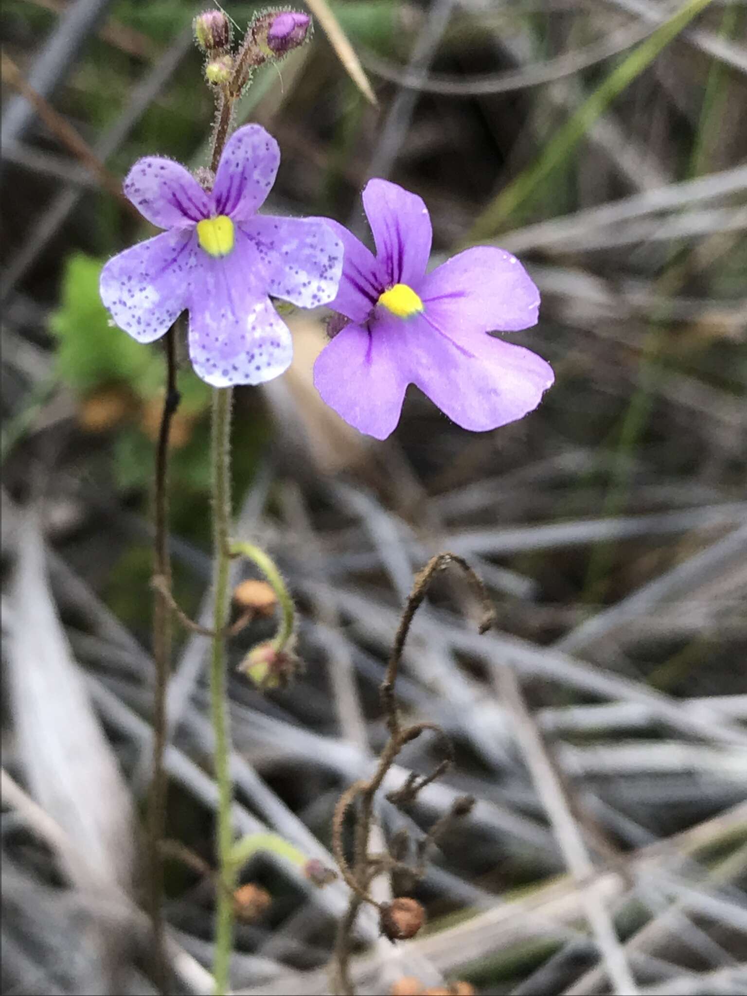 Image de Genlisea violacea St. Hil.