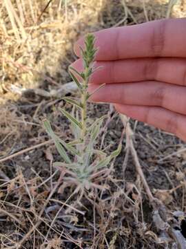 Image of big tarweed