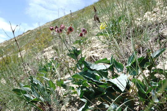 Image de Cynoglossum tetraspis (Pall.) W. Greuter & Burdet