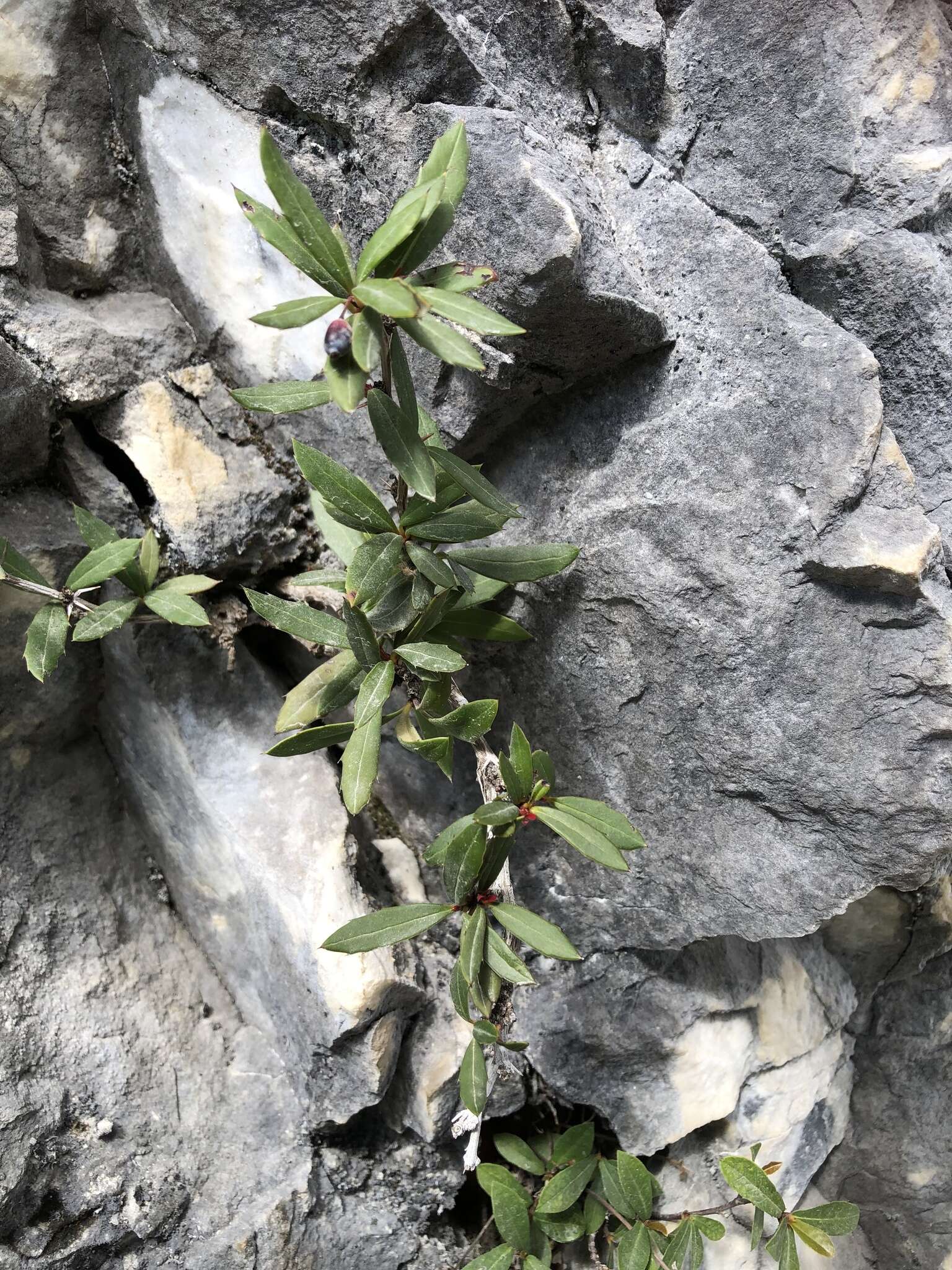 Image of Berberis alpicola C. K. Schneid.