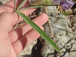 صورة Clitoria guianensis (Aubl.) Benth.