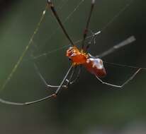 Image of Argyrodes zonatus (Walckenaer 1841)