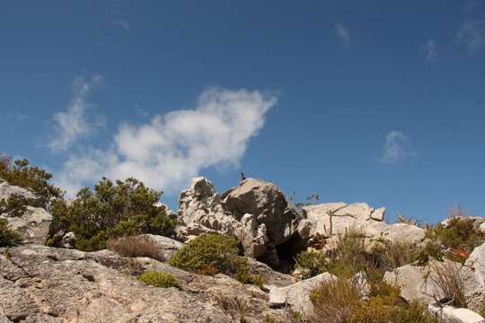 Image of Cape Rock-jumper