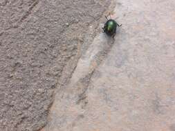 Image of <i>Chrysolina bicolor</i>