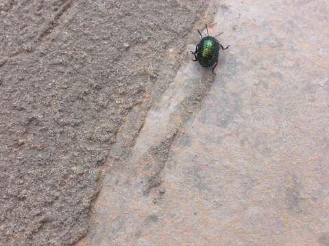 Image of <i>Chrysolina bicolor</i>