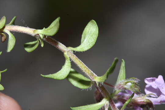 Image of Thymus japonicus (H. Hara) Kitag.