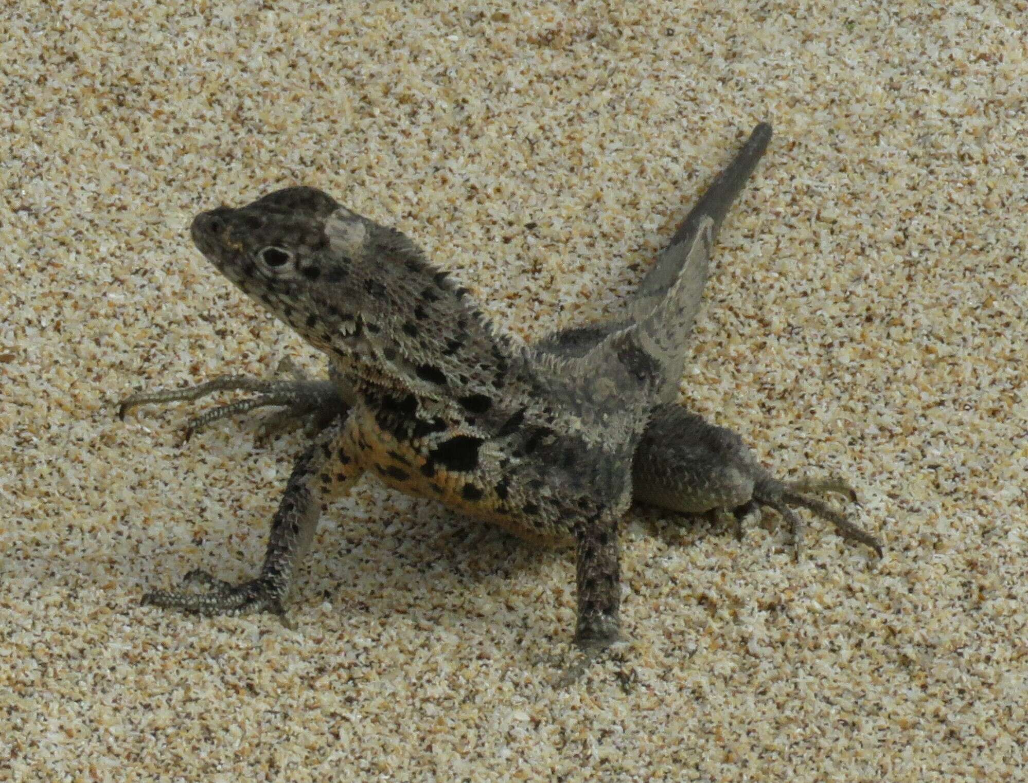 Plancia ëd Microlophus barringtonensis (Baur 1892)