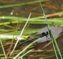 Image of Austrolestes cingulatus (Burmeister 1839)