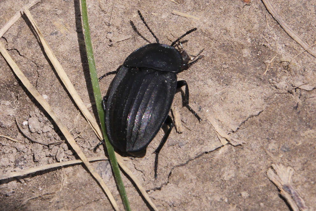 Image of Silpha (Silpha) carinata Herbst 1783