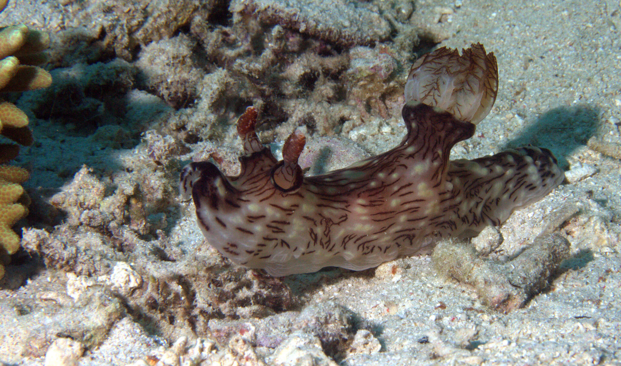 Image of Jorunna rubescens (Bergh 1876)