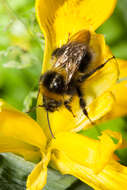 Image of Small garden bumblebee