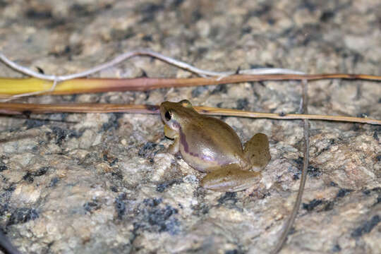 Image of Scinax pachycrus (Miranda-Ribeiro 1937)