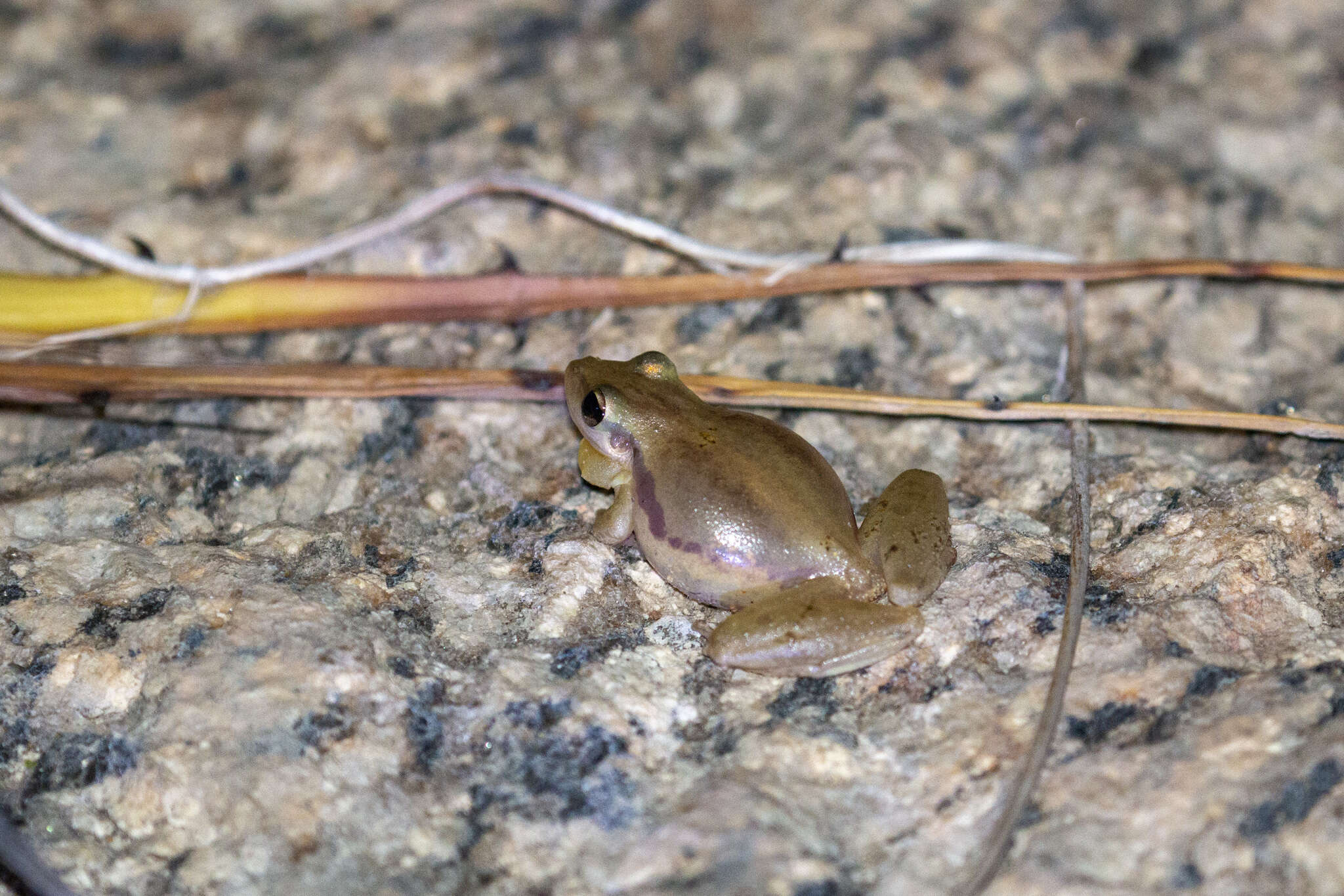 Imagem de Scinax pachycrus (Miranda-Ribeiro 1937)