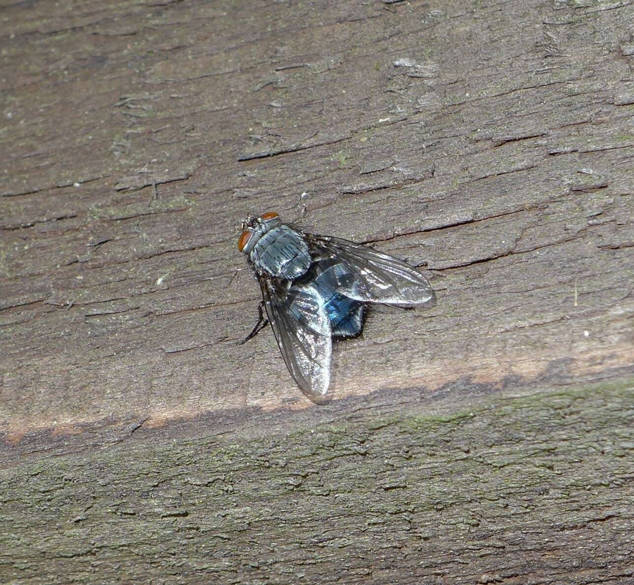 Imagem de Calliphora vicina Robineau-Desvoidy 1830