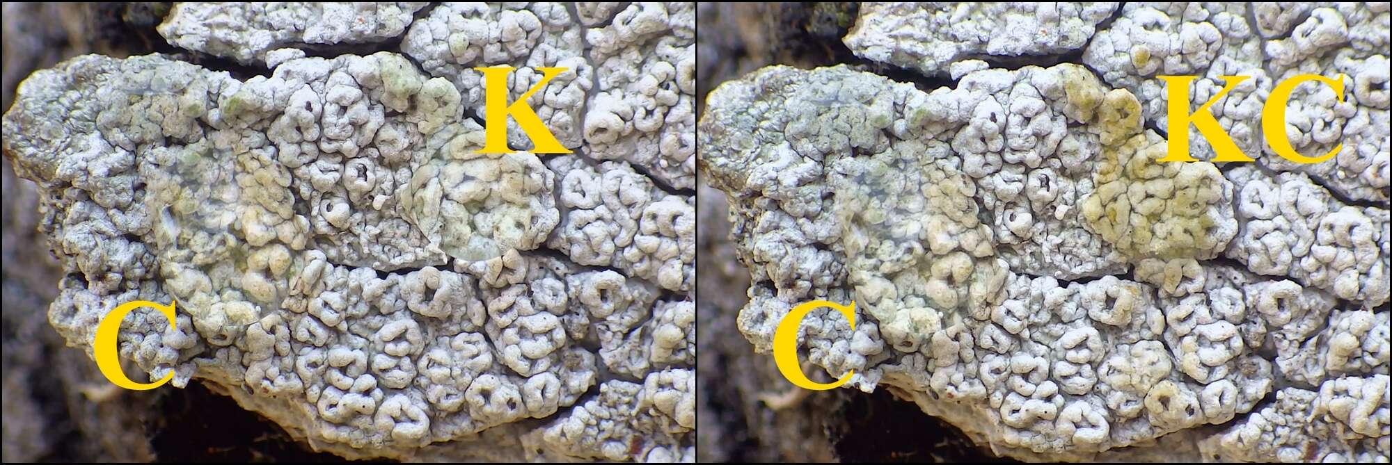 Image of pore lichen