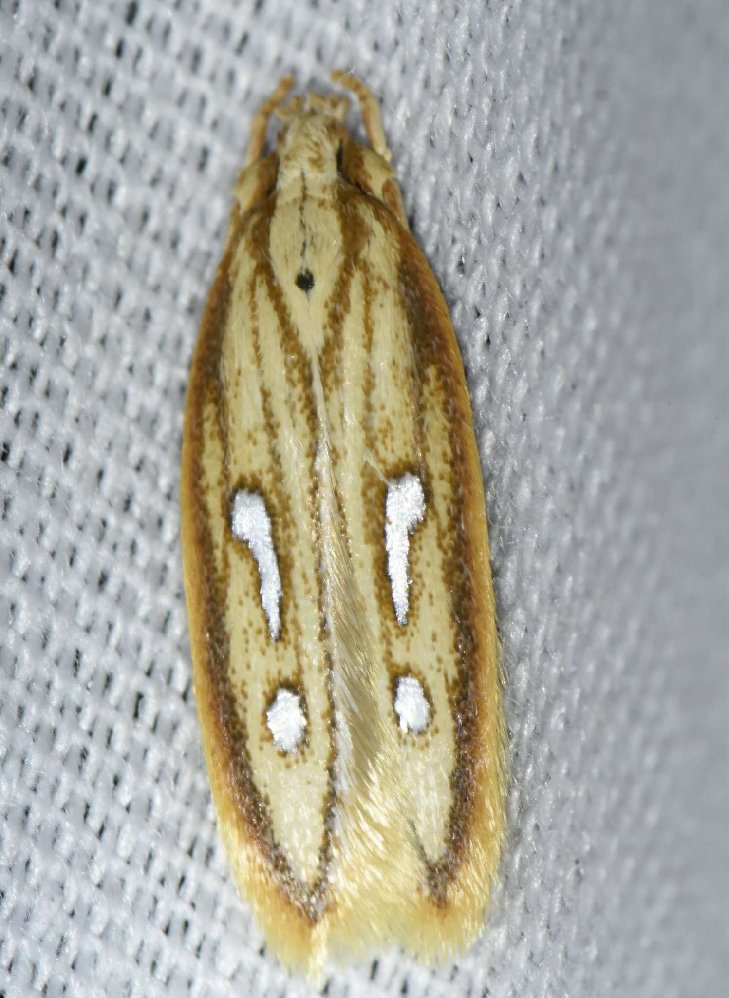 Image of Exclamation Moth