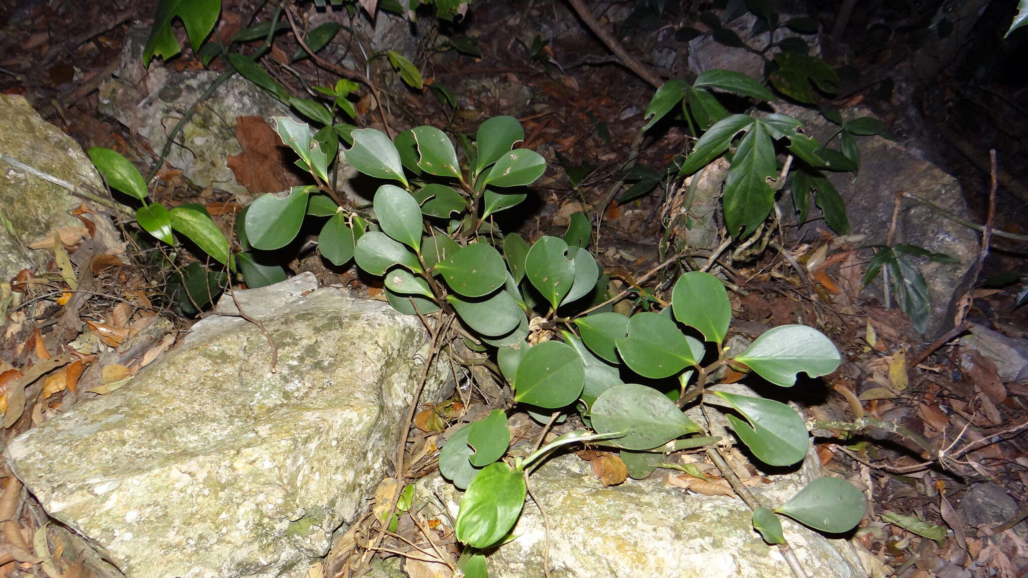 Peperomia obtusifolia (L.) A. Dietr. resmi