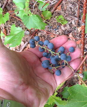 Imagem de Vitis riparia Michx.