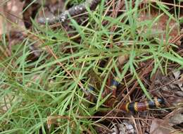 Image of Oaxacan Coral Snake