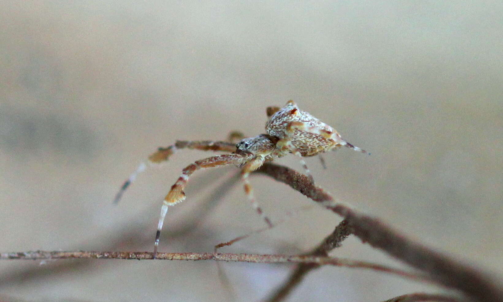 Image of Uloborus plumipes Lucas 1846