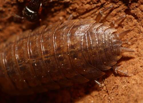 Image of Porcellio orarum Verhoeff 1910